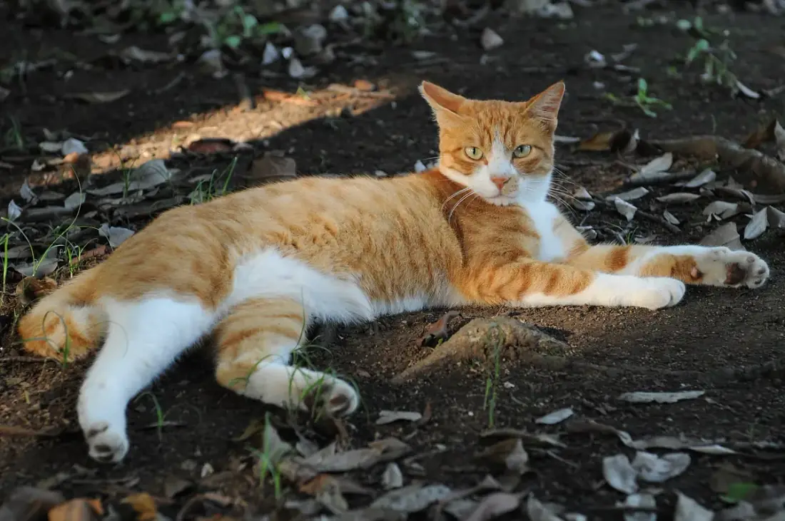 Un gato naranja y blanco descansando